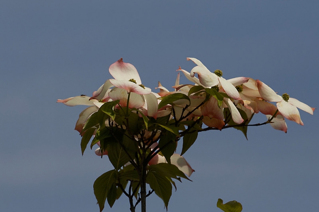 Jardin des Impressionnistes-MAI14-016